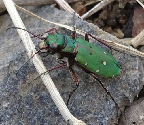 Réf. 226 476 : Cicindela campestris